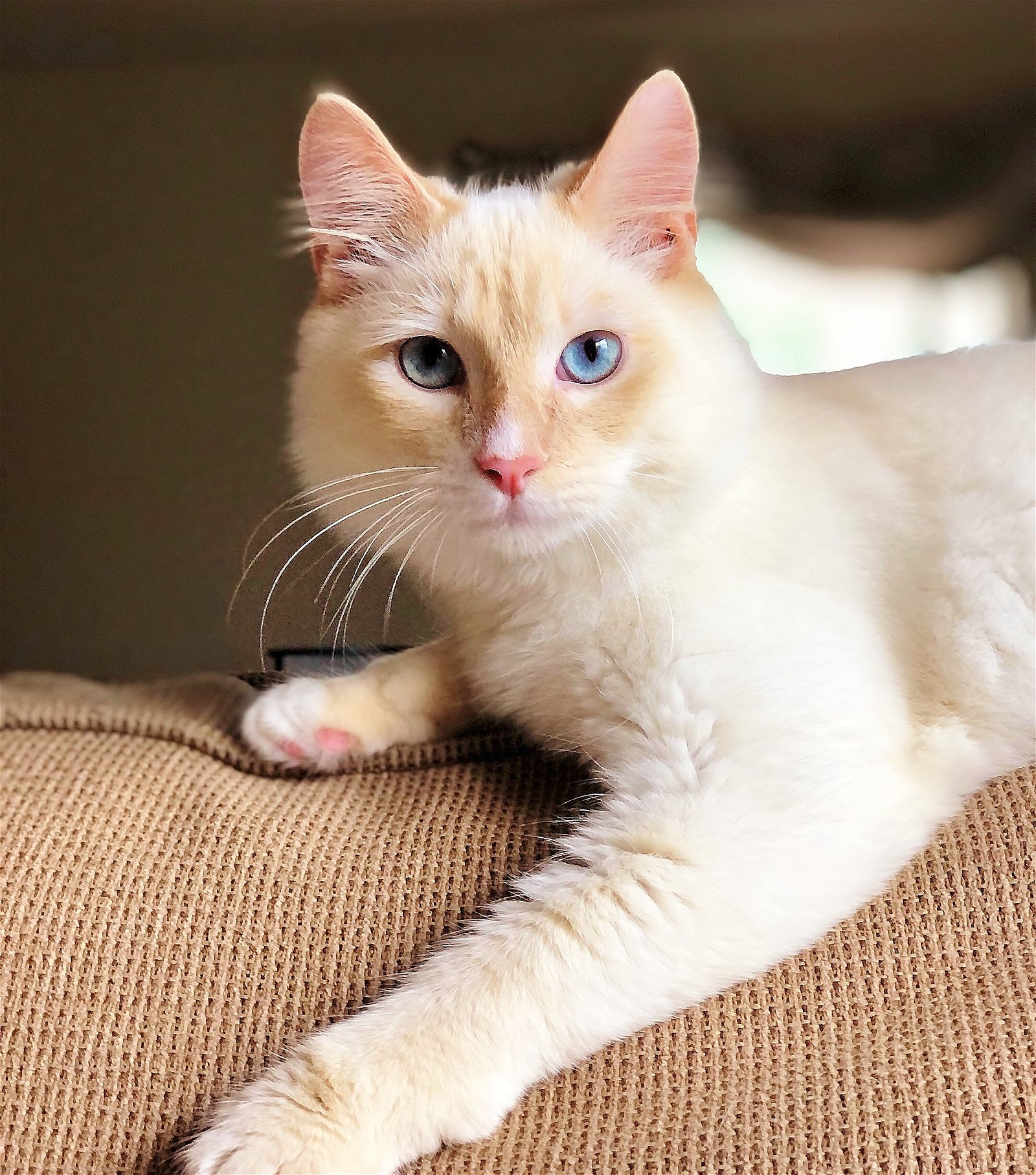 Adopt Puff The Flame Point Siamese From Cats Can Inc In Oviedo Fl