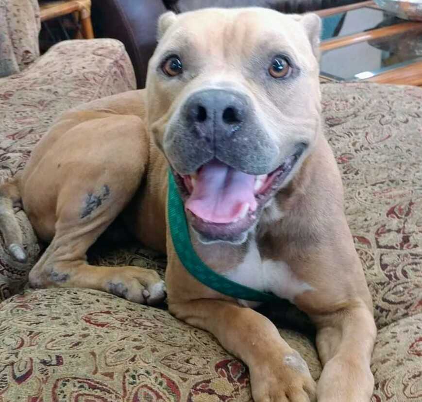 adoptable Dog in Saint Augustine, FL named Tank