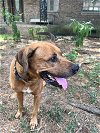 adoptable Dog in  named Hank