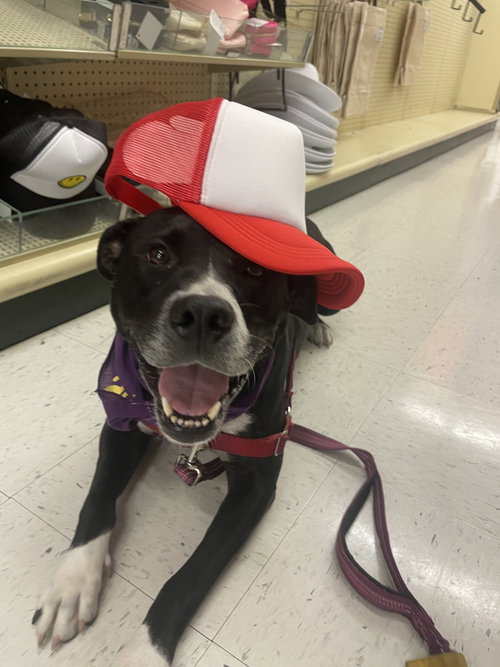Aspen, an adoptable Terrier in St. Augustine, FL