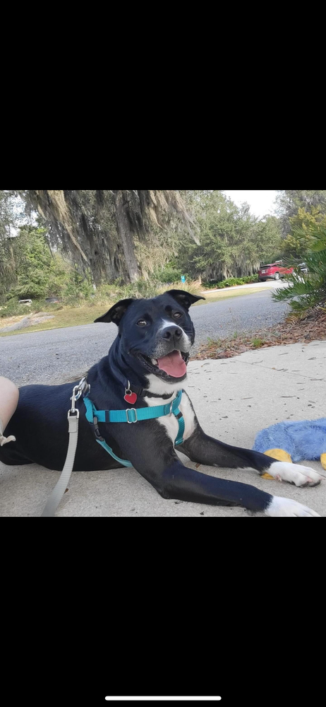 adoptable Dog in Saint Augustine, FL named Aspen
