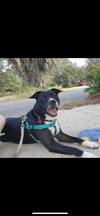 adoptable Dog in Saint Augustine, FL named Aspen