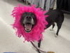 adoptable Dog in  named Aspen