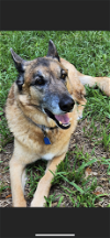 adoptable Dog in saint augustine, FL named Buddy