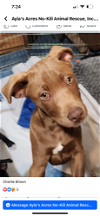 adoptable Dog in saint augustine, FL named Charlie Brown
