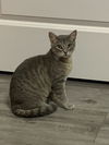 adoptable Cat in Saint Augustine, FL named Lady Grey