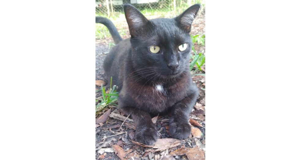 adoptable Cat in Saint Augustine, FL named Leggs