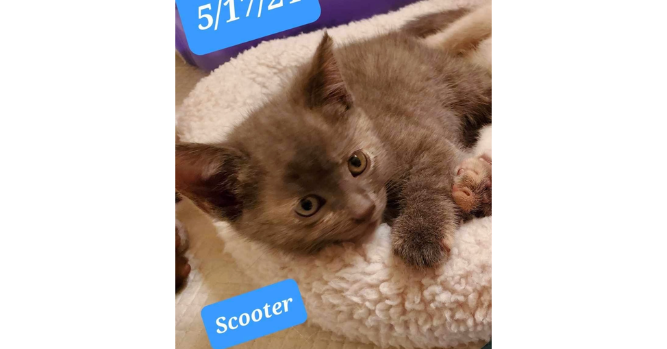 adoptable Cat in Saint Augustine, FL named Scooter
