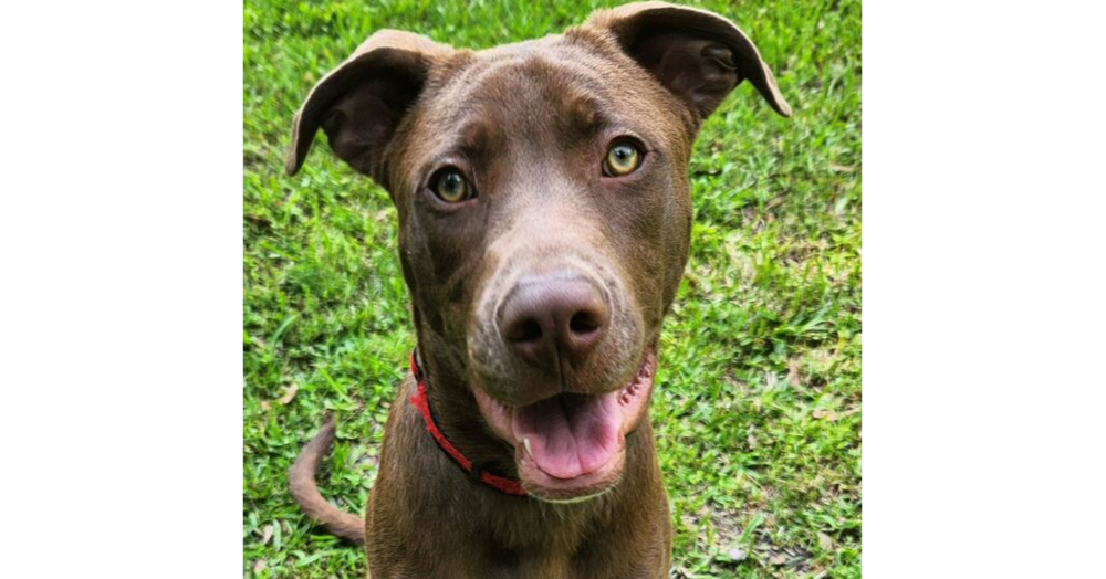 adoptable Dog in Saint Augustine, FL named Charlie Brown