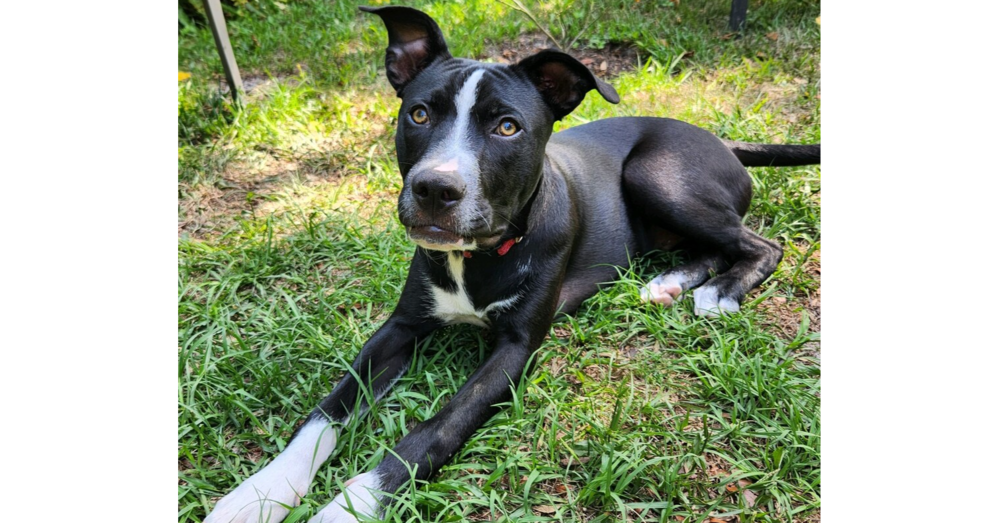 adoptable Dog in Saint Augustine, FL named Donner