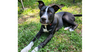 adoptable Dog in Saint Augustine, FL named Donner