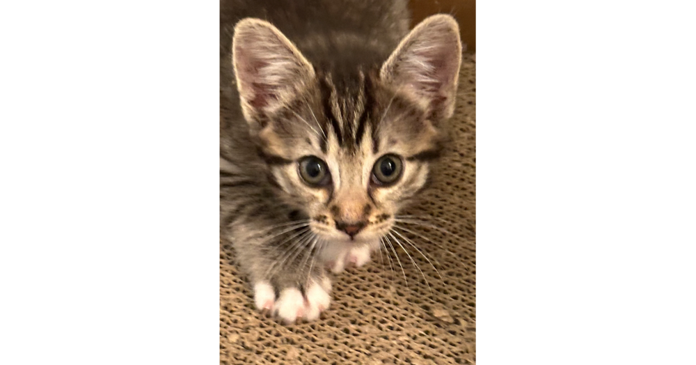 adoptable Cat in Saint Augustine, FL named Colby