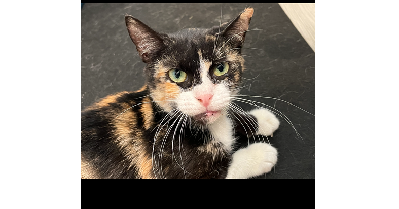 adoptable Cat in Saint Augustine, FL named Sophie