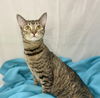adoptable Cat in saint augustine, FL named April