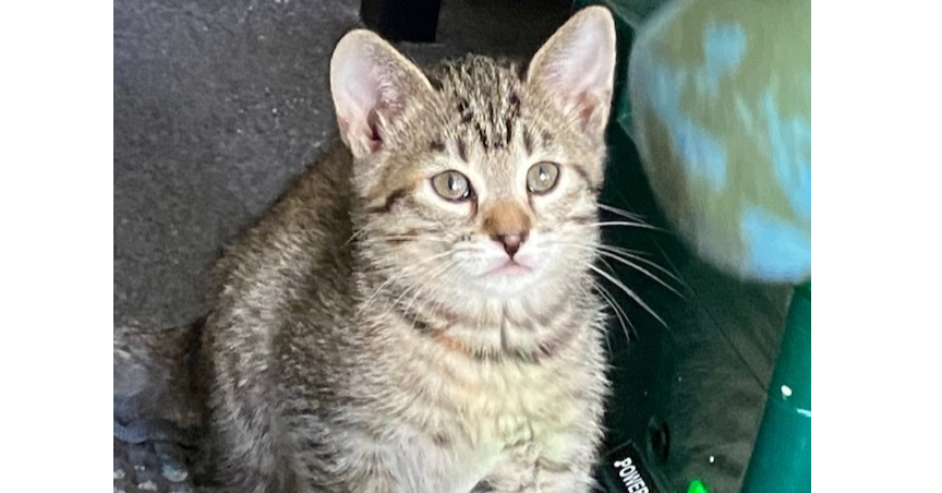 adoptable Cat in Saint Augustine, FL named April