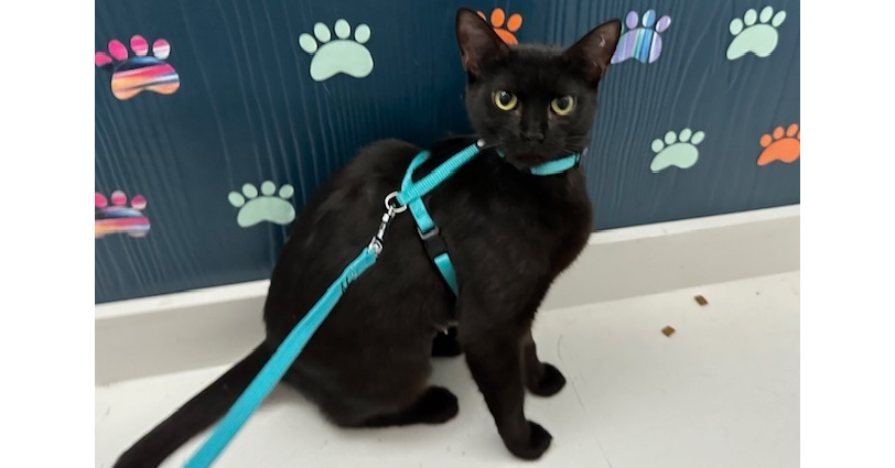 adoptable Cat in Saint Augustine, FL named Suki