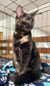 Papaya - Photo 3