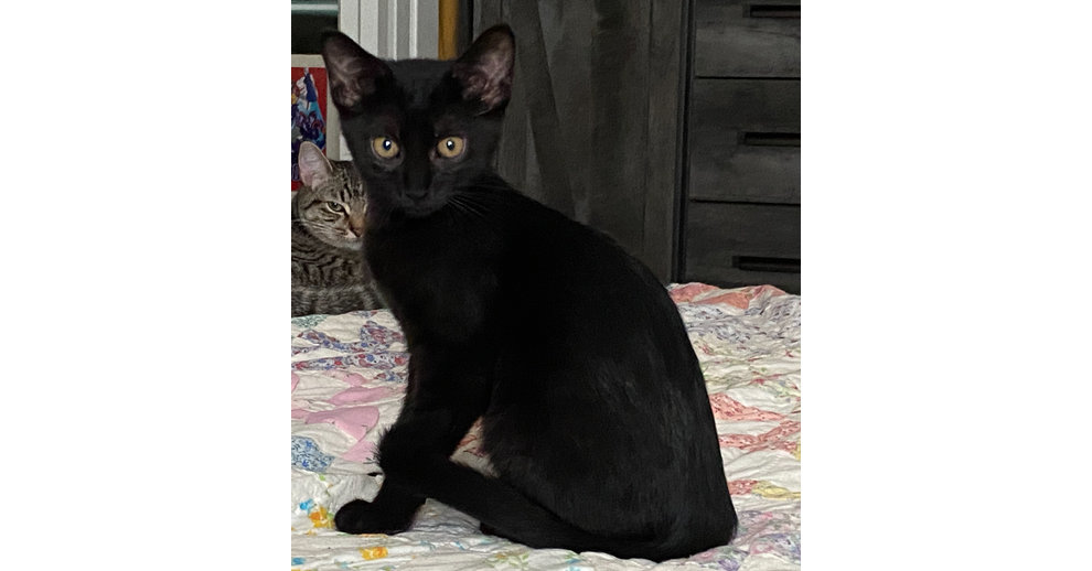 adoptable Cat in Saint Augustine, FL named Plum