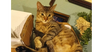 adoptable Cat in saint augustine, FL named Arya