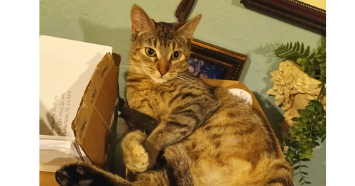 ARYA - Domestic Short Hair available for adoption