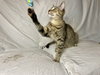 Arya - Photo 3