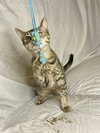 Arya - Photo 4