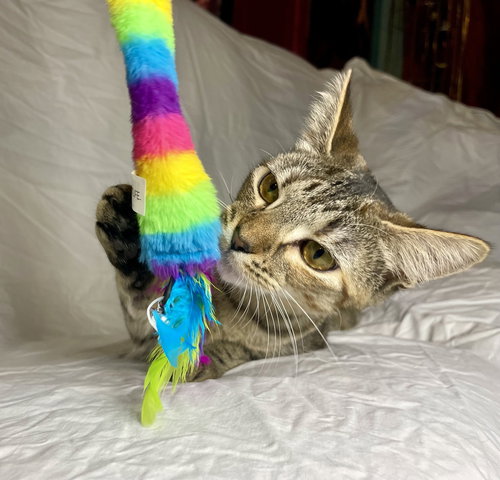 SANSA - Domestic Short Hair available for adoption