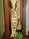 Sansa - Photo 3