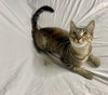 Sansa - Photo 4