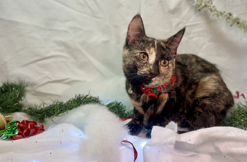 picture of the cat needing adoption