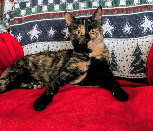 STAR - Domestic Short Hair available for adoption