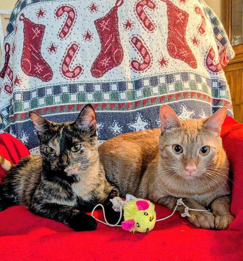 STAR - Domestic Short Hair available for adoption