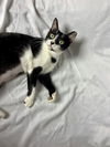 adoptable Cat in  named Cheyenne