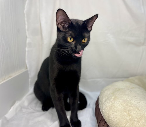 picture of the cat needing adoption