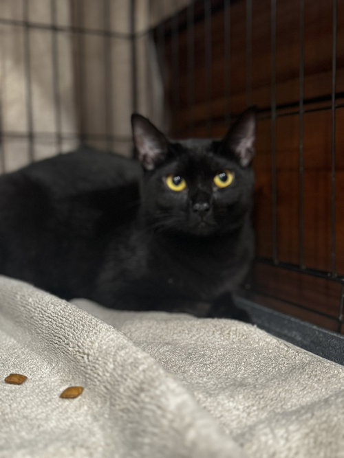 PLUM - Domestic Short Hair available for adoption