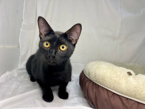 Plum, an adoptable Domestic Short Hair in St. Augustine, FL