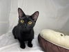 adoptable Cat in , FL named Blackberry