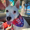 adoptable Dog in  named Luther