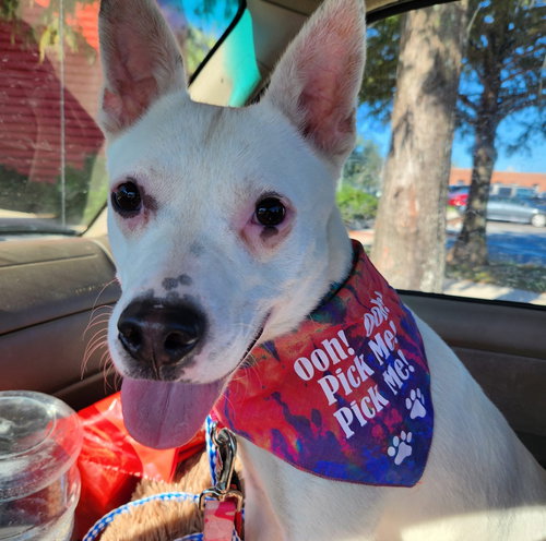 picture of the dog needing adoption
