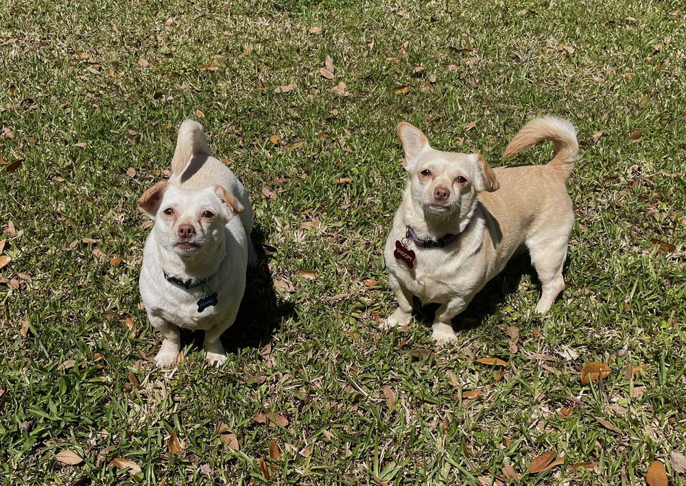 adoptable Dog in Saint Augustine, FL named Snoopy
