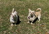 adoptable Dog in  named Snoopy
