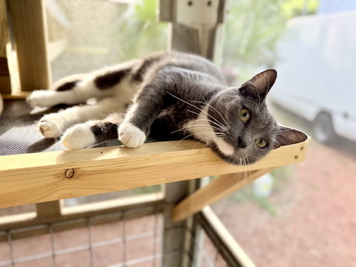 picture of the cat needing adoption