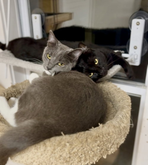 PERIWINKLE - Domestic Short Hair available for adoption