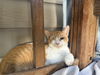 adoptable Cat in  named Glow