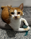 adoptable Cat in  named Sunshine