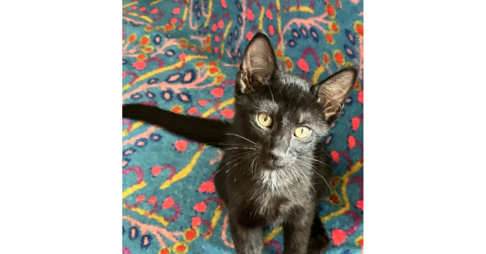 adoptable Cat in Saint Augustine, FL named Coal