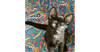 adoptable Cat in saint augustine, FL named Coal