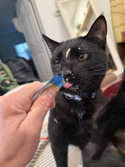 COAL - Domestic Short Hair available for adoption