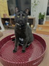 Coal - Photo 4