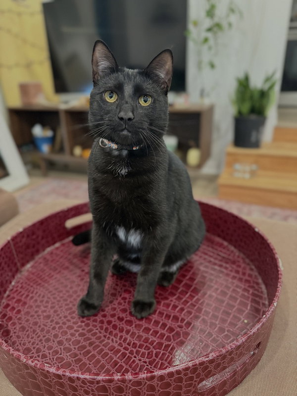 Coal
